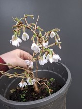 high quality part trained