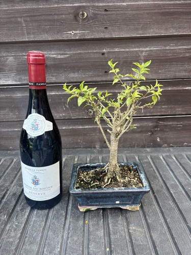 Bonsai tree barbados cherry - tree, 10