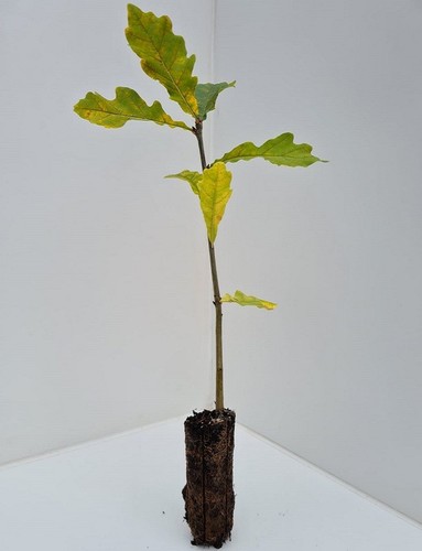 Oak trees english - oak,