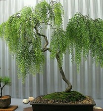 Weeping tea tree! RARE