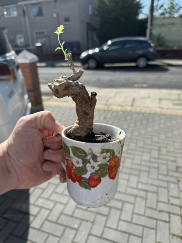 Vitex negundo bonsai - vitex,
