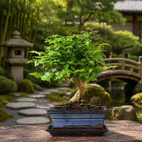 Ligustrum sinense bonsai - ligustrum, tree