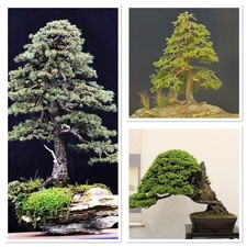 Sitka Spruce Bonsai starter