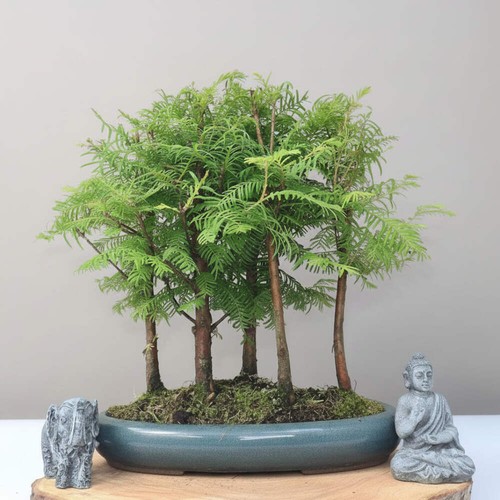 Dawn redwood - redwood, (metasequoia)