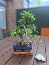 #593 S shape Chinese elm