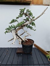 Tanuki Needle Juniper Bonsai