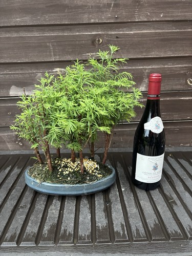 Bonsai tree dawn redwood - tree's,