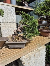 Itoigawa Juniper Mame Bonsai