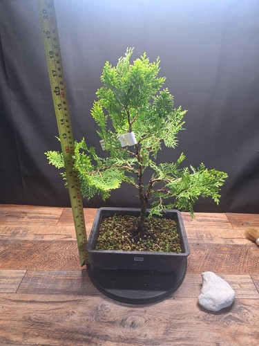 Golden oriental arborvitae - golden,