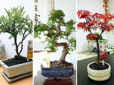 Traditional Forest Bonsai Tree