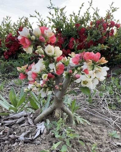 Japanese chaenomeles bonsai - chaenomeles,