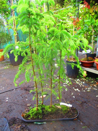 32inch inc pot evergreen - inc.,