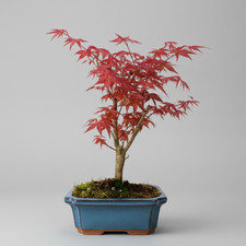 Japanese Maple (Acer) Bonsai