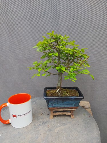 Beautiful chinese elm - beautiful, outdoor