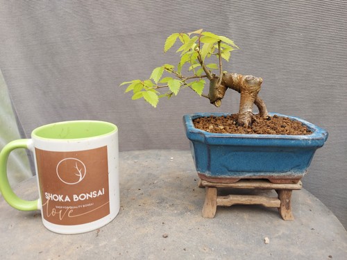 Beautiful mame zelkova - mame,