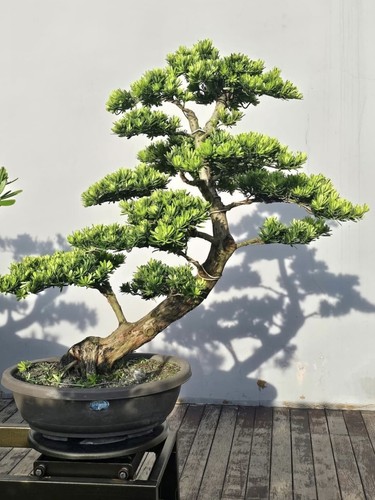 Japanese buddhist pine - buddhist, bonsai
