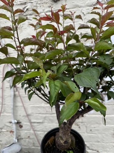 Plum blossom bonsai - bonsai, (the