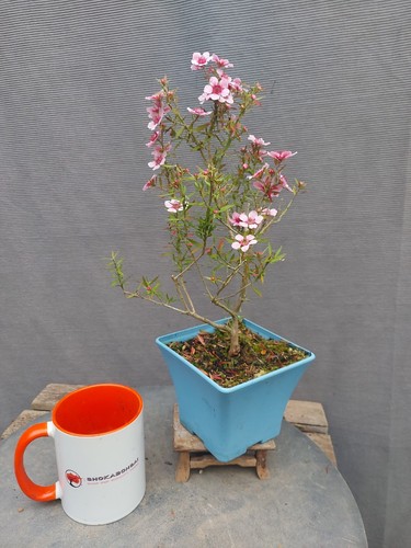 Flowering leptospermum outdoor - flowering,