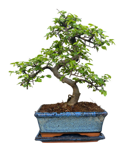 Chinese elm bonsai tree - bonsai,