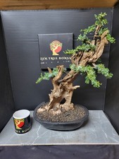 )Tanuki Needle Juniper Bonsai