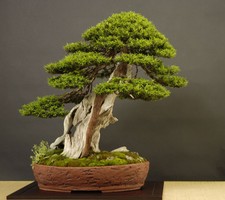 10 Japanese Larch Bonsai