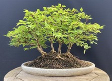 Kojo-no-mai Fuji Cherry Bonsai