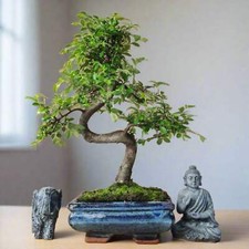 Chinese Elm Bonsai Tree In