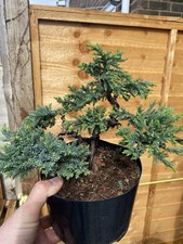 Juniper Bonsai Starter Tree