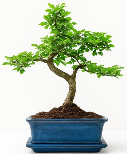 Chinese elm bonsai - chinese, elm,