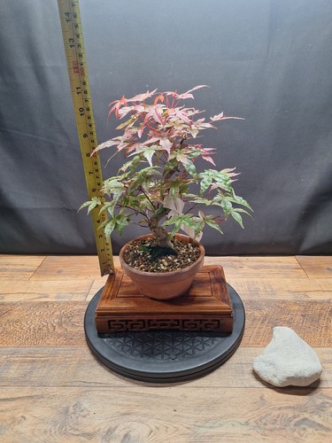 759 shape deshojo - s, acer