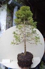 PINE TREE BONSAI 2ft/61cms (A)
