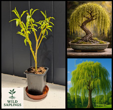 Golden Weeping Willow | Bonsai