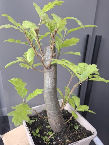 Chunky oak bonsai - chunky,