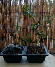 Bonsai Tree x 2
