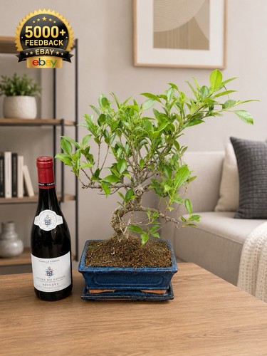 Bonsai tree tiger bark ficus - tiger,