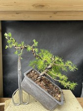 Bonsai Larch Tree Amazing