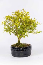 Japanese Holly Bonsai Tree