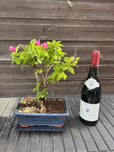 Bonsai tree bougainvillea pink - tree,