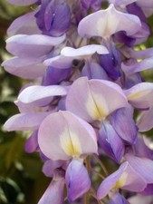 BONSAI  - Wisteria SInensis  -