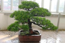 Podocarpus Chinensis Bonsai