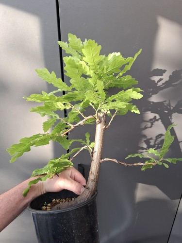 Oak bonsai tree yamadori - ,