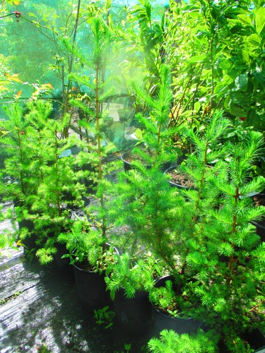 30inch inc pot japanese larch - inc.,