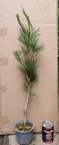 Pinus thunbergii japanese - pinus,