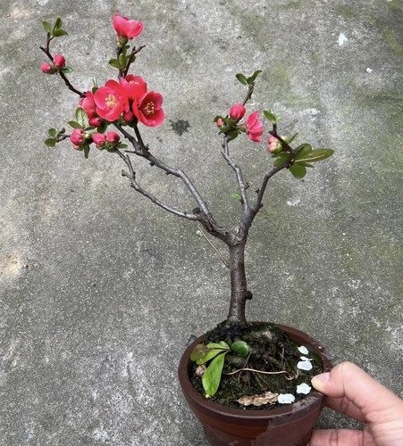 Japanese chaenomeles bonsai - japanese,