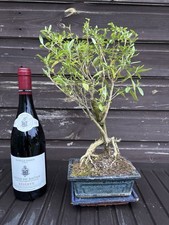 Bonsai Tree Serissa Snow Rose