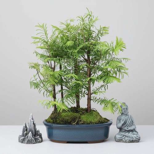 Dawn redwood - dawn, (metasequoia)