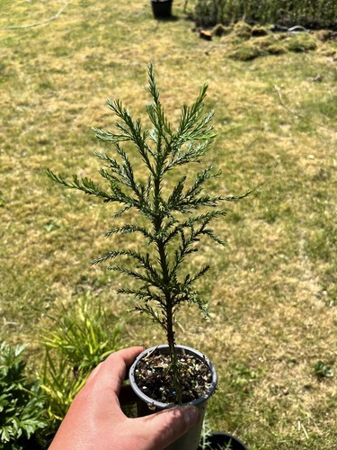 Giant redwood sequoiadendron - giant,