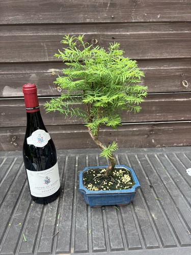 Bonsai tree dawn redwood - redwood, large