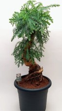  Araucaria cunninghamii Bonsai
