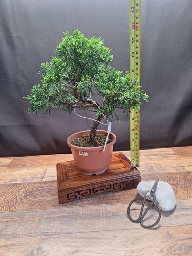 Shape japanese itoigawa - shape,